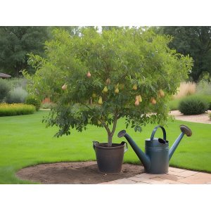 Mini hruška nízkokmenná (Pyrus communis) ´GARDEN GEM´® - výška 80-100 cm, obvod kmeňa 6/8 cm, kont. C10L